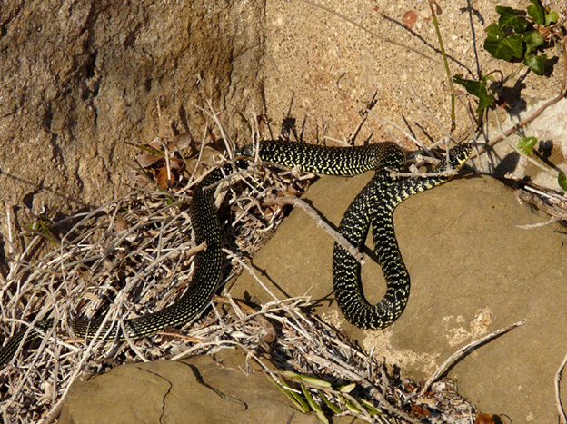 Biacco alla solina - Hierophis viridiflavus